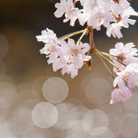 OLYMPUS(オリンパス)のレンズ M.ZUIKO DIGITAL ED 14-150mm F4.0-5.6