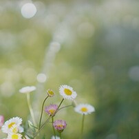 SONY(ソニー)のレンズ E 35mm F1.8 OSS SEL35F18 で撮影した写真(画像