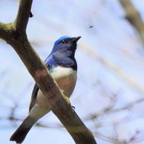OLYMPUS(オリンパス)のレンズ M.ZUIKO DIGITAL ED 150-400mm F4.5 TC1