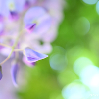 NIKON(ニコン)のレンズ AF-S DX Micro NIKKOR 40mm f/2.8G で撮影した