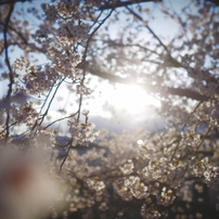 SIGMA(シグマ)のレンズ 16mm F1.4 DC DN [マイクロフォーサーズ用] で