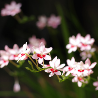 PENTAX(ペンタックス)のレンズ smc PENTAX-DA☆ 55mmF1.4 SDM で撮影