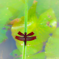 OLYMPUS(オリンパス)のレンズ M.ZUIKO DIGITAL ED 40-150mm F4.0-5.6 R