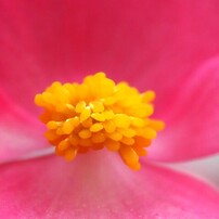 PANASONIC(パナソニック)のレンズ LEICA DG MACRO-ELMARIT 45mm/F2.8
