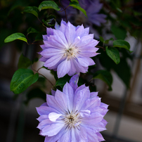 SONY(ソニー)のレンズ FE 50mm F1.2 GM SEL50F12GM で撮影した写真