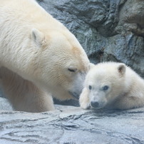 ホッキョクグマ親子 by つぶ （ID：13500630） - 写真共有サイト:PHOTOHITO