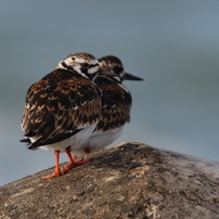 CANON(キヤノン)のレンズ EF300mm F2.8L IS USM で撮影した写真(画像