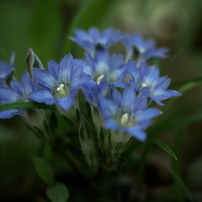 SIGMA(シグマ)のレンズ 60mm F2.8 DN ブラック [マイクロフォーサーズ