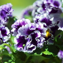 TAMRON(タムロン)のレンズ SP AF 180mm F/3.5 Di LD [IF] MACRO 1:1
