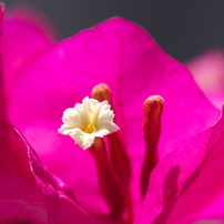 TAMRON(タムロン)のレンズ SP AF 180mm F/3.5 Di LD [IF] MACRO 1:1