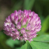 PENTAX(ペンタックス)のレンズ HD PENTAX-DA 35mmF2.8 Macro Limited