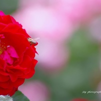 PENTAX(ペンタックス)のレンズ HD PENTAX-DA 55-300mmF4-5.8ED WR で