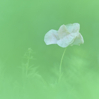 KYOCERA(京セラ)のレンズ Carl Zeiss Teletessar T* 300mm F4 (MM) で