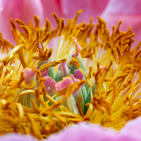 SIGMA(シグマ)のレンズ 105mm F2.8 DG DN MACRO [ソニーE用] で撮影