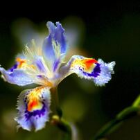 CANON(キヤノン)のレンズ EF180mm F3.5L マクロ USM で撮影した写真