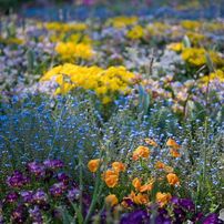 NIKON(ニコン)のレンズ NIKKOR Z MC 50mm f/2.8 で撮影した写真(画像