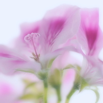 SIGMA(シグマ)のレンズ 60mm F2.8 DN ブラック [マイクロフォーサーズ
