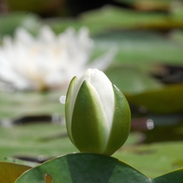 PENTAX(ペンタックス)のレンズ smc PENTAX-DA☆ 300㎜ F4ED [IF] SDM