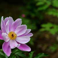 TAMRON(タムロン)のレンズ SP AF90mm F/2.8 Di MACRO 1:1 (Model272EN