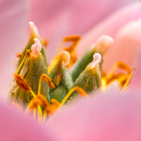SIGMA(シグマ)のレンズ 105mm F2.8 DG DN MACRO [ソニーE用] で撮影
