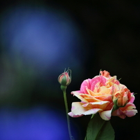 CANON(キヤノン)のレンズ EF-S55-250mm F4-5.6 IS STM で撮影した写真