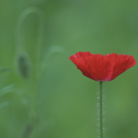 KYOCERA(京セラ)のレンズ Carl Zeiss Teletessar T* 300mm F4 (MM) で