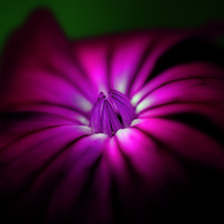 TAMRON(タムロン)のレンズ SP AF60mm F/2 Di II LD [IF] MACRO 1:1