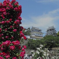 SIGMA(シグマ)のデジタルカメラSIGMA DP1 Merrill で撮影した写真(画像