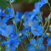 KONICA MINOLTA(コニカミノルタ)のレンズ AFソフトフォーカス100mmF2.8