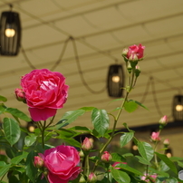 SONY(ソニー)のレンズ E 18-135mm F3.5-5.6 OSS SEL18135 で撮影した