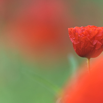 KYOCERA(京セラ)のレンズ Carl Zeiss Teletessar T* 300mm F4 (MM) で