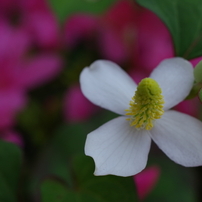 PENTAX(ペンタックス)のレンズ HD PENTAX-DA 35mmF2.8 Macro Limited