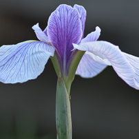 KYOCERA(京セラ)のレンズ Carl Zeiss Teletessar T* 300mm F4 (MM) で