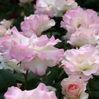 CANON(キヤノン)のデジタル一眼EOS 10D DIGITAL で撮影した写真(画像