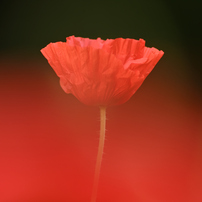 KYOCERA(京セラ)のレンズ Carl Zeiss Teletessar T* 300mm F4 (MM) で
