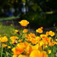 NIKON(ニコン)のレンズ AF-S NIKKOR 50mm f/1.8G で撮影した写真(画像