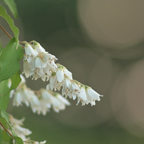 KYOCERA(京セラ)のレンズ Carl Zeiss Teletessar T* 300mm F4 (MM) で