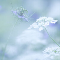 CANON(キヤノン)のレンズ EF135mm F2L USM で撮影した写真(画像)一覧