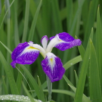 SIGMA(シグマ)のレンズ APO 70-300mm F4-5.6 DG MACRO (ﾍﾟﾝﾀｯｸｽ AF) で