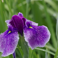 SIGMA(シグマ)のレンズ APO 70-300mm F4-5.6 DG MACRO (ﾍﾟﾝﾀｯｸｽ AF) で