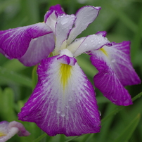 SIGMA(シグマ)のレンズ APO 70-300mm F4-5.6 DG MACRO (ﾍﾟﾝﾀｯｸｽ AF) で