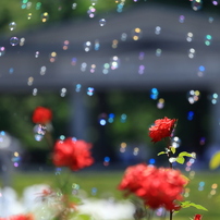 CANON(キヤノン)のレンズ EF100-400mm F4.5-5.6L IS II USM で撮影した