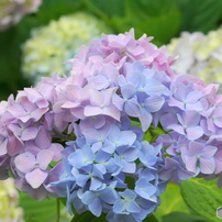 SONY(ソニー)のレンズ E 18-135mm F3.5-5.6 OSS SEL18135 で撮影した