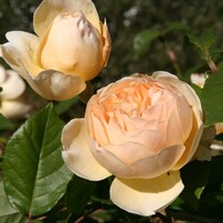 CANON(キヤノン)のデジタル一眼EOS 10D DIGITAL で撮影した写真(画像