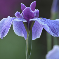 KYOCERA(京セラ)のレンズ Carl Zeiss Teletessar T* 300mm F4 (MM) で