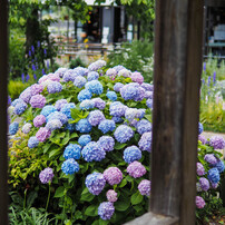 SIGMA(シグマ)のレンズ 30mm F1.4 DC DN [マイクロフォーサーズ用] で