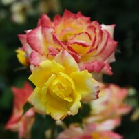 OLYMPUS(オリンパス)のレンズ ズイコーデジタル ED 12-60mm F2.8-4.0
