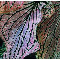 NIKON(ニコン)のデジタル一眼D40x で撮影した写真(画像)一覧- 写真共有