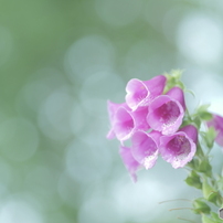 TAMRON(タムロン)のレンズ SP 90mm F/2.8 MACRO 1:1 で撮影した写真