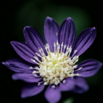 PANASONIC(パナソニック)のレンズ LEICA DG MACRO-ELMARIT 45mm/F2.8